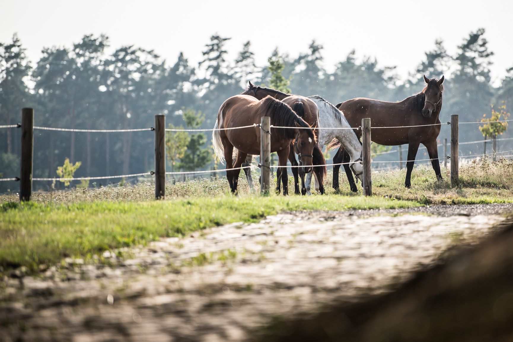 Dětský ranč Hlučín Dětský ranč Hlučín