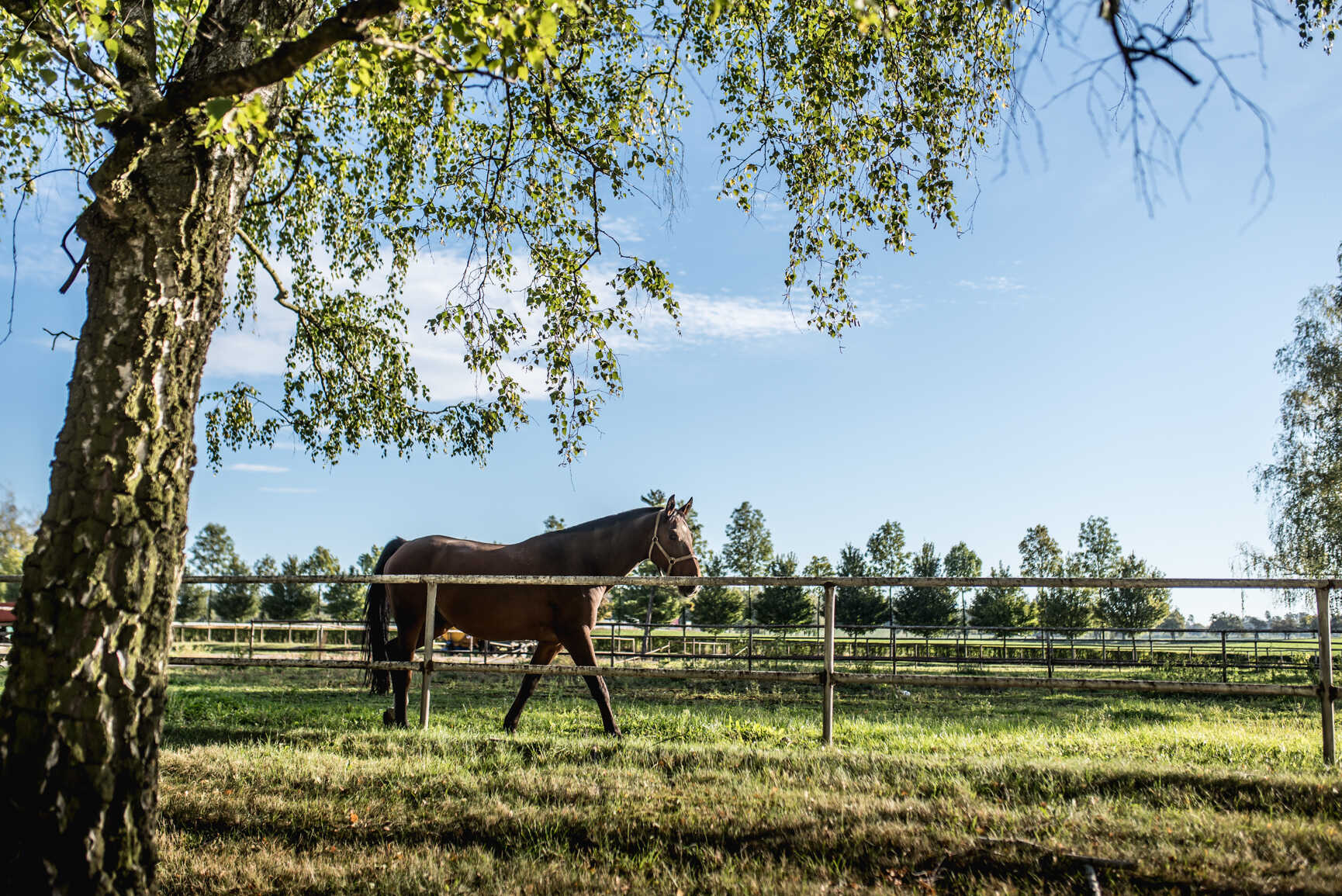 Stadnina koni Amona Stadnina koni Amona
